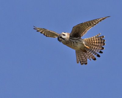 Female Kestrel hovering