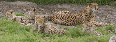 Cheetah mom rests in grass with 5 kits