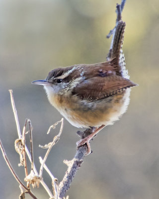 Carolina Wren poses on vertical branch