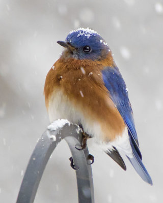 Bluebird on feeder rod in snowstorm