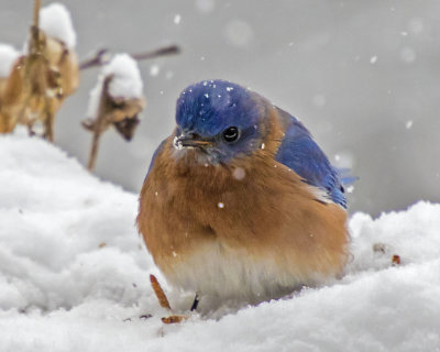 Bluebird Male on flower box in snowstorm