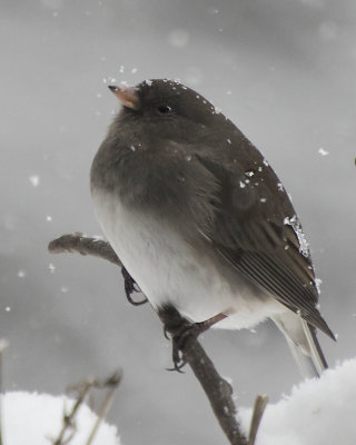 Junco on branch in snowstorm