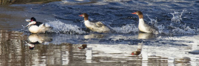 2 Female Mergansers chase male with fish