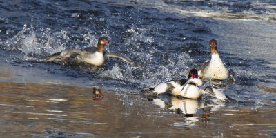 Female merganser chases male with fish and reflections