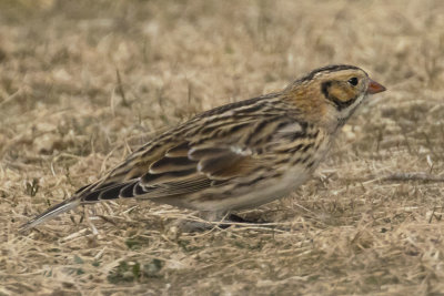 Lapland Longspur