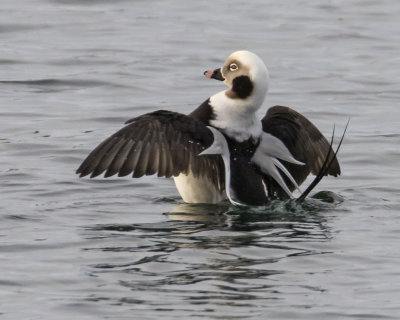 Long-tailed Duck flaps