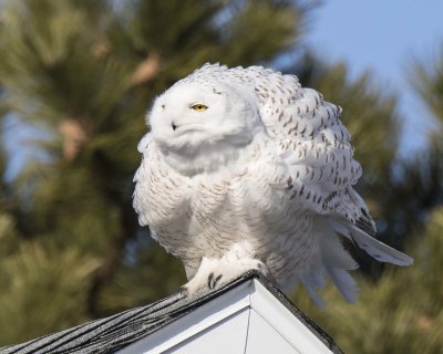 Snowy fluffs on roof corner