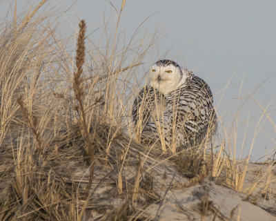 Fluffed up Snowy looks back through dune grasses