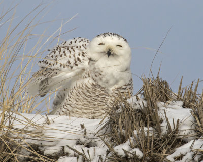 Snowy lifts up wing on snow covered dune