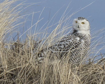 Snowy stares from top of Hampton dune