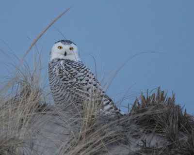 Snowy on dune after sunset