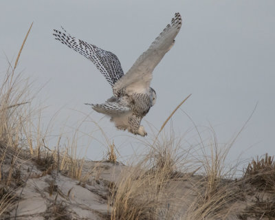 Snowy leaps up on dune