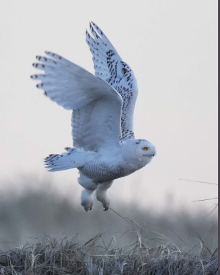Snowy Owl liftoff before sunset