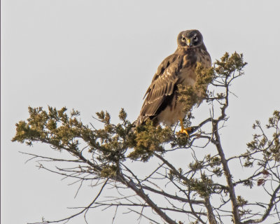 Harrier poses in tree