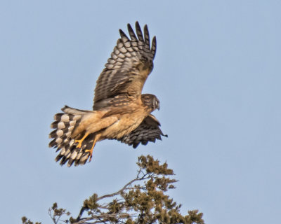 Harrier takes off from pine