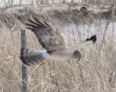 Grey Ghost hovers over Hampton dunes
