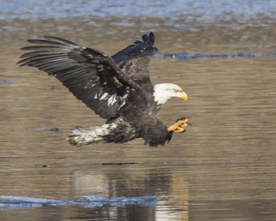 Adult eagle about to grab something from water