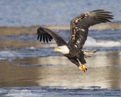 Adult eagle flies off with piece of fish
