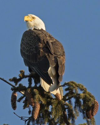 Adult Bald Eagle poses on top of pine tree