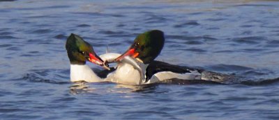 Two male Common Mergansers fight for fish