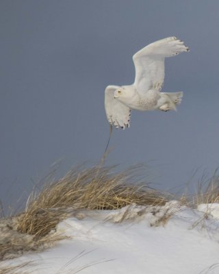 Snowy flies over dune
