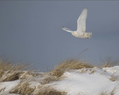 Snowy flies over dune