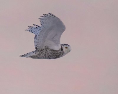 Snowy flying after sunset, pink sky