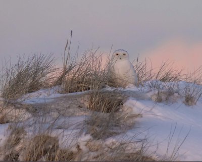Snowy stares on dune after sunsest