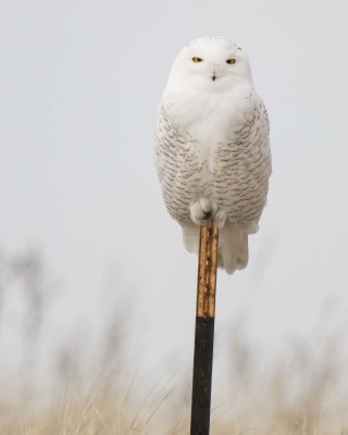 Snowy stares on post in marsh