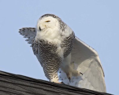 Snowy does a stretch on the roof