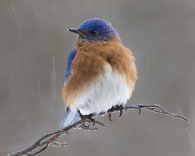 Bluebird on branch in snowstorm