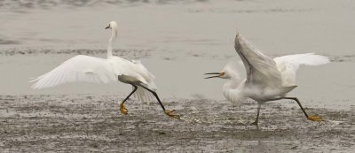 Snowy Egret Chase 3.jpg