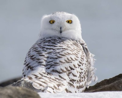 Snowy at campground rocks eyes back