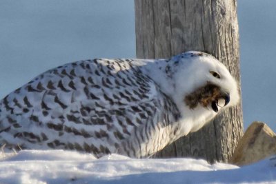 Snowy eating prey by post in campground