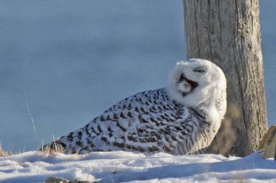 Snowy about to swallow prey with feathers by post