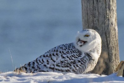 Snowy with prey and feathers by campground post