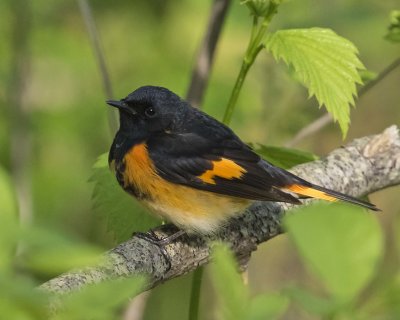 American Redstart poses