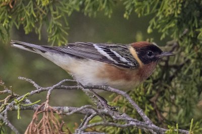 Bay-breasted Warbler