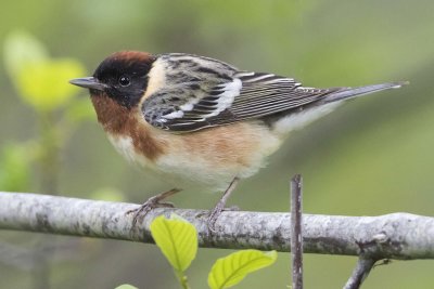 Bay-breasted Warbler