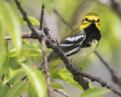 Black-throated Green Warbler