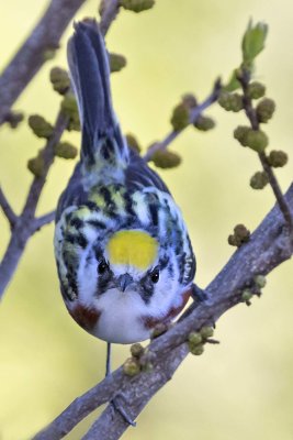 Chestnut-sided Warbler staring