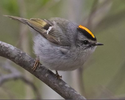 Golden-crowned Kinglet