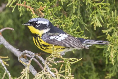 Magnolia Warbler