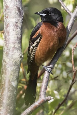 Orchard Oriole