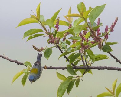 Parula about to leave flowering branch