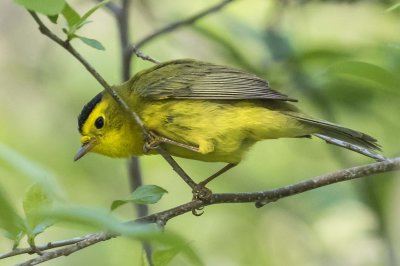 Wilson's Warbler