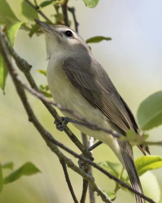 Warbling Vireo