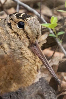 Woodcock portrait