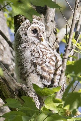 Barred Owlet looks right in tree