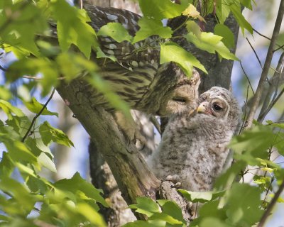 Barred Owl mom preens owlet on tree